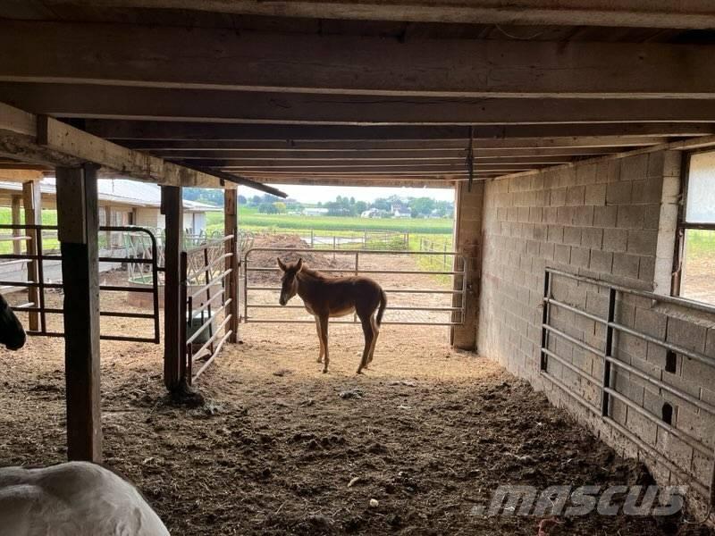  Mule Colt Overige veehouderijmachines