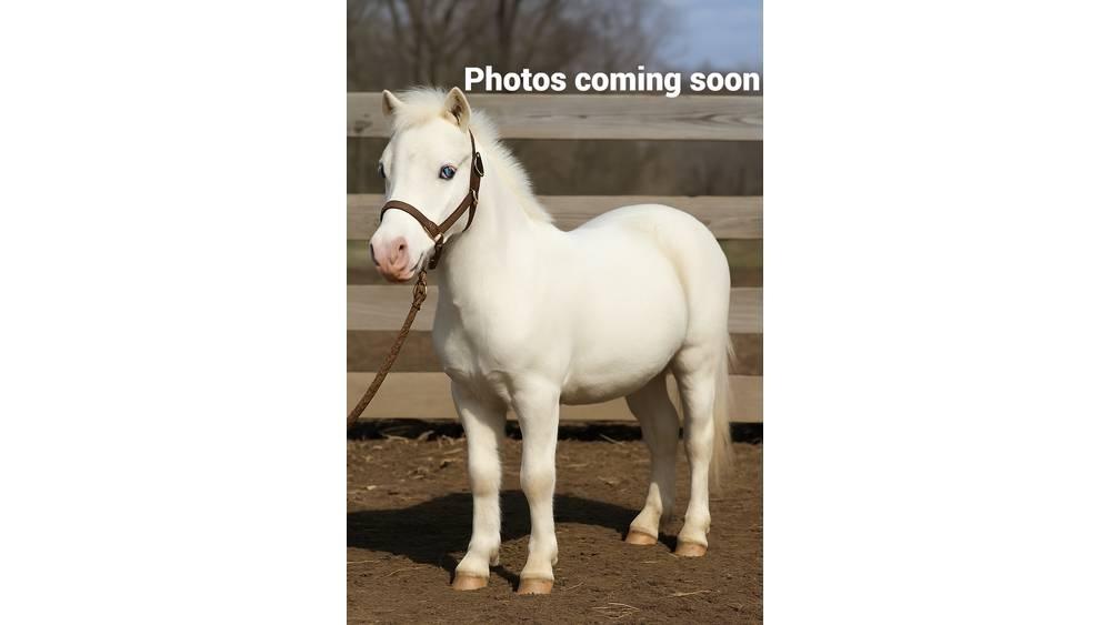  Pony 40" Melkmachines