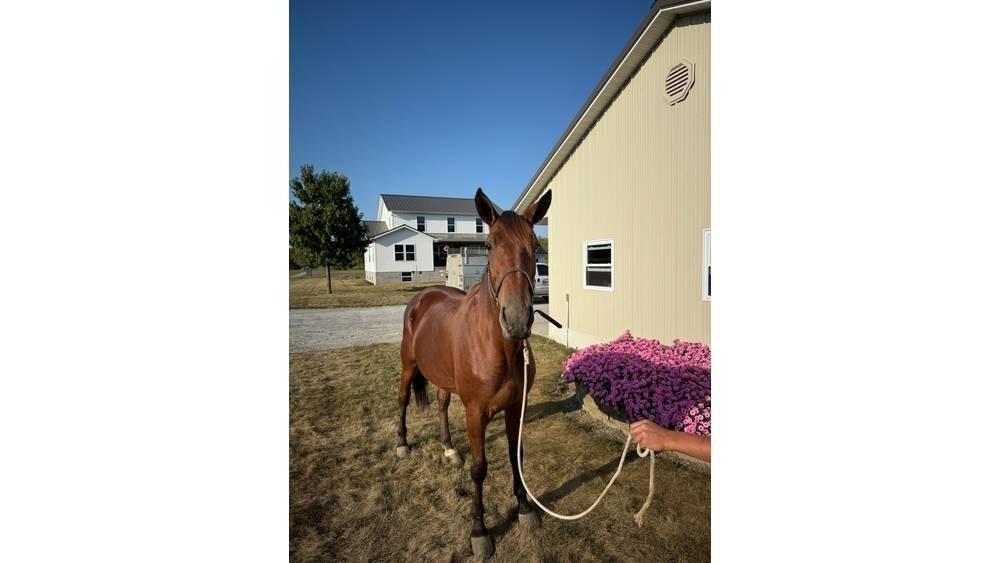  Horse Standardbred Overige veehouderijmachines