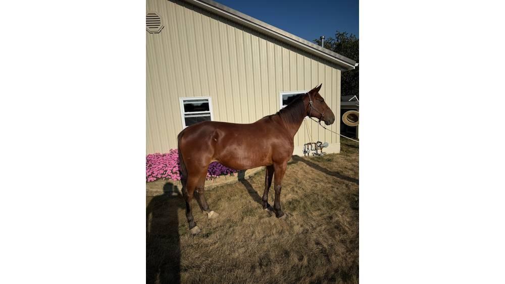  Horse Standardbred Overige veehouderijmachines