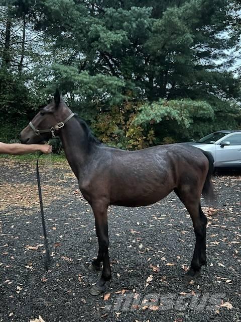  Horse Standardbred Overige veehouderijmachines