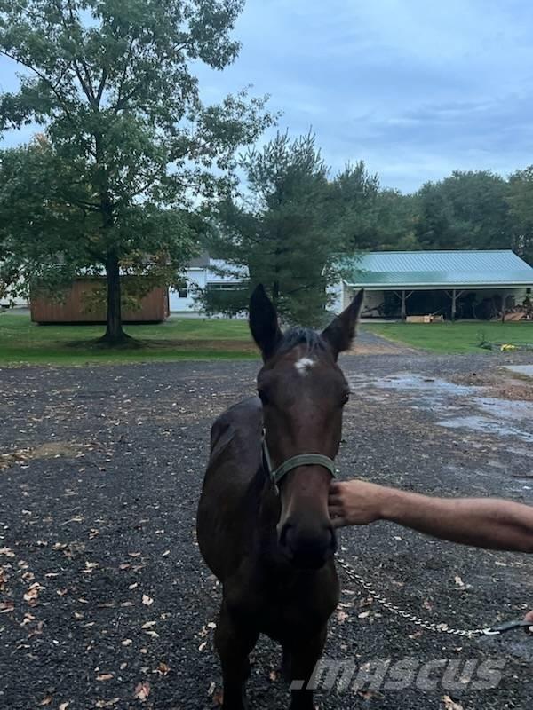  Horse Standardbred Overige veehouderijmachines