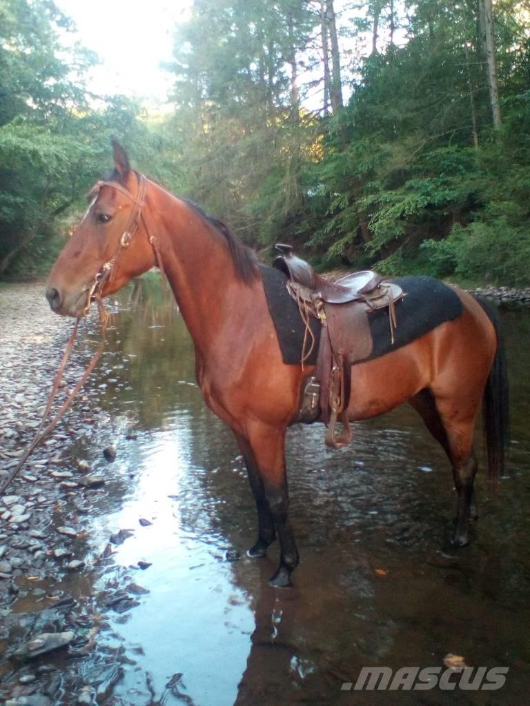 Morgan Mare Overige veehouderijmachines