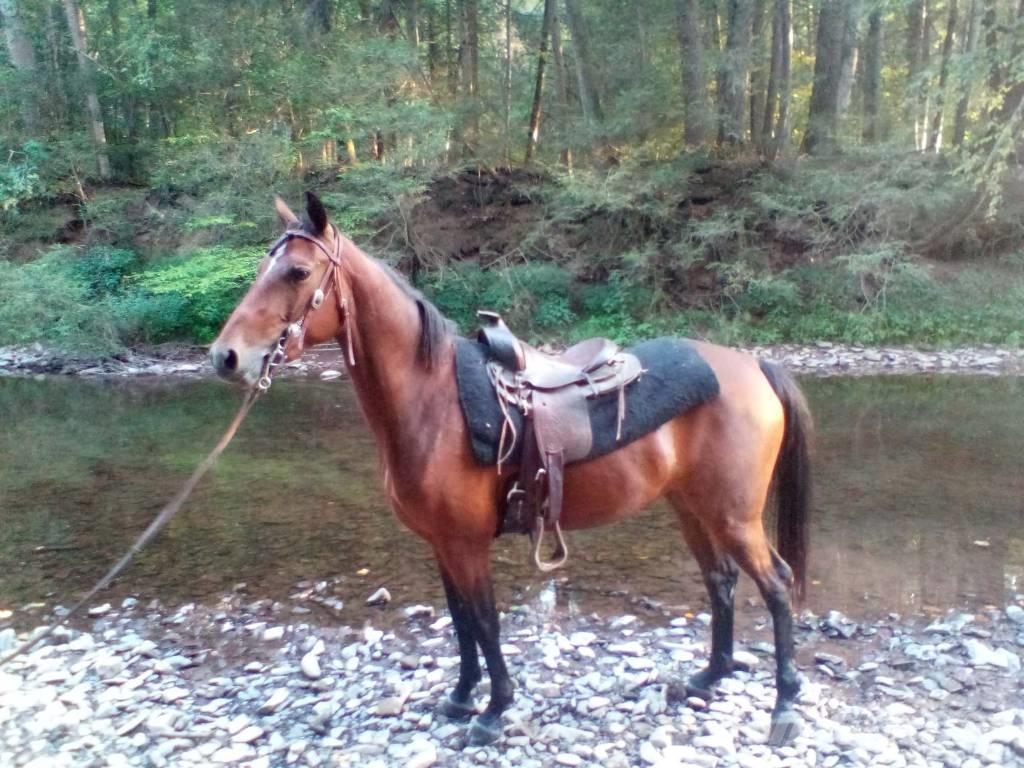 Morgan Mare Overige veehouderijmachines