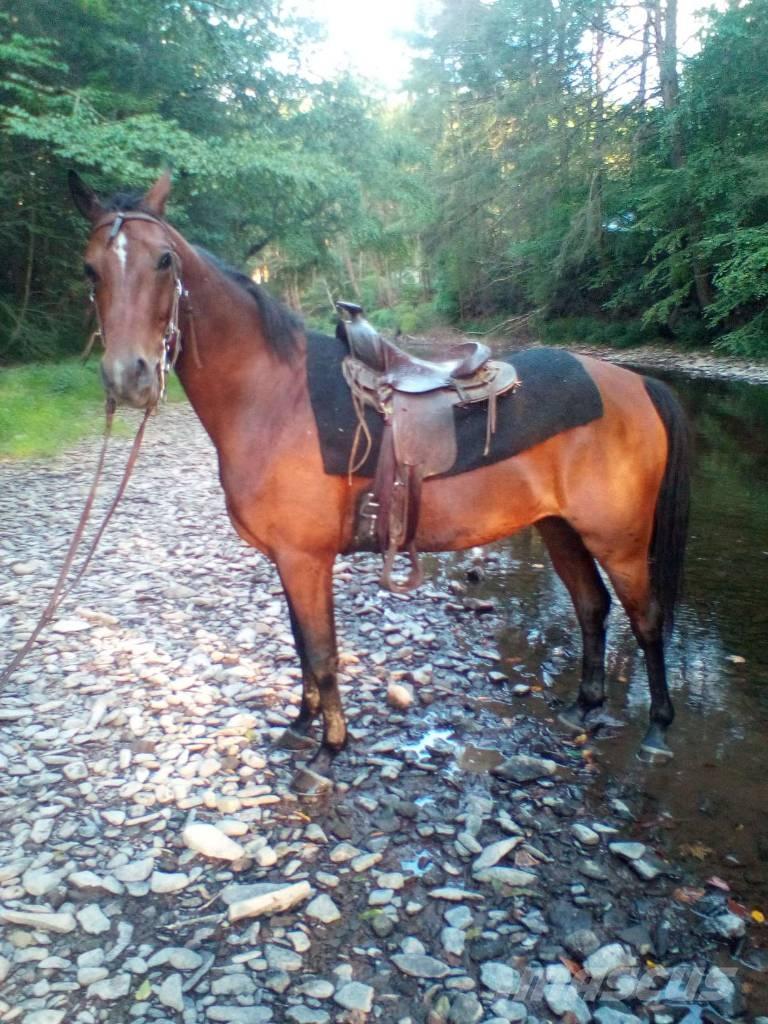 Morgan Mare Overige veehouderijmachines