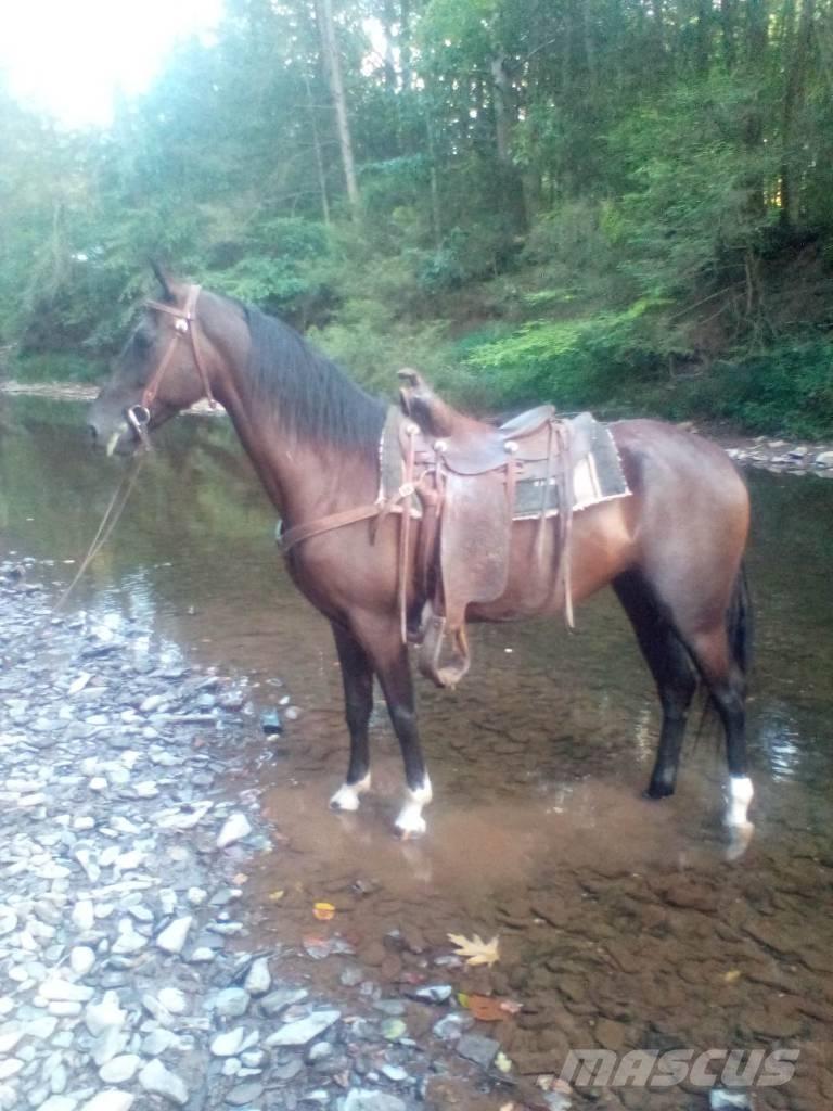  Horse Standaredbred Overige veehouderijmachines