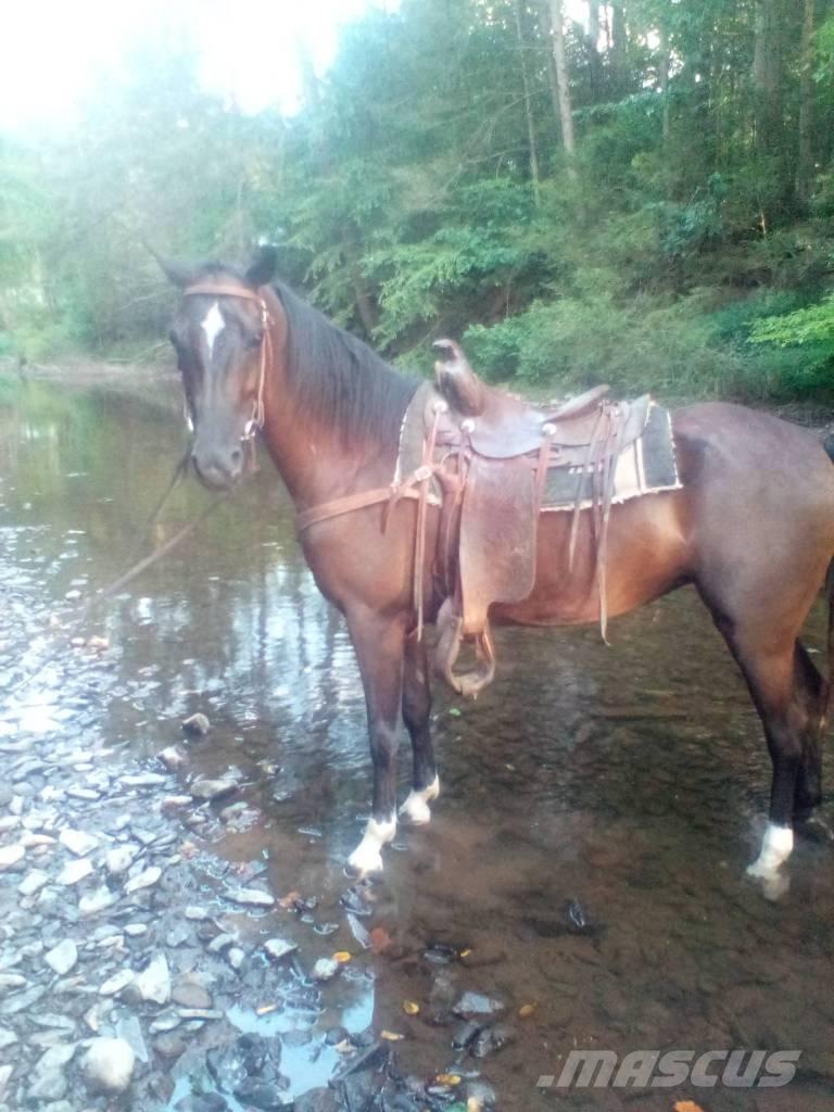  Horse Standaredbred Overige veehouderijmachines