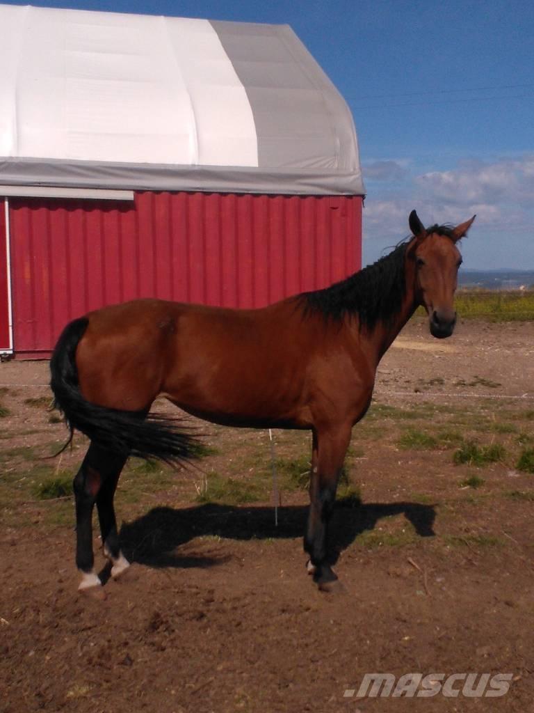  Horse Family Overige veehouderijmachines