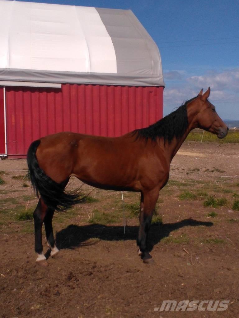  Horse Family Overige veehouderijmachines