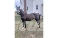  Horse Mare Overige veehouderijmachines