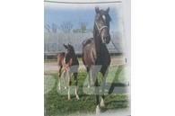  Horse Mare Overige veehouderijmachines