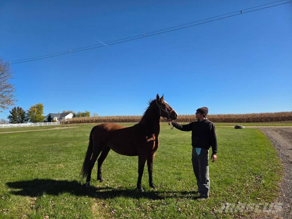  Horse Mare Overige veehouderijmachines