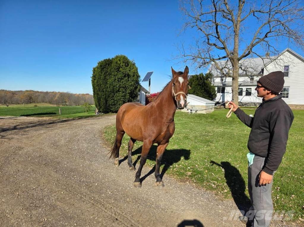  Horse Mare Overige veehouderijmachines