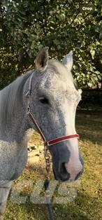  Horse Mare Overige veehouderijmachines