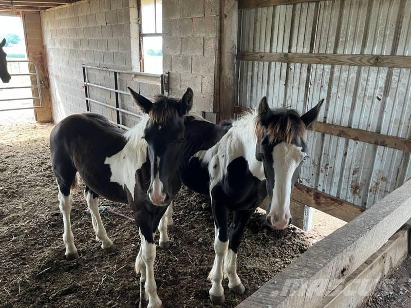  Horse Male Overige veehouderijmachines